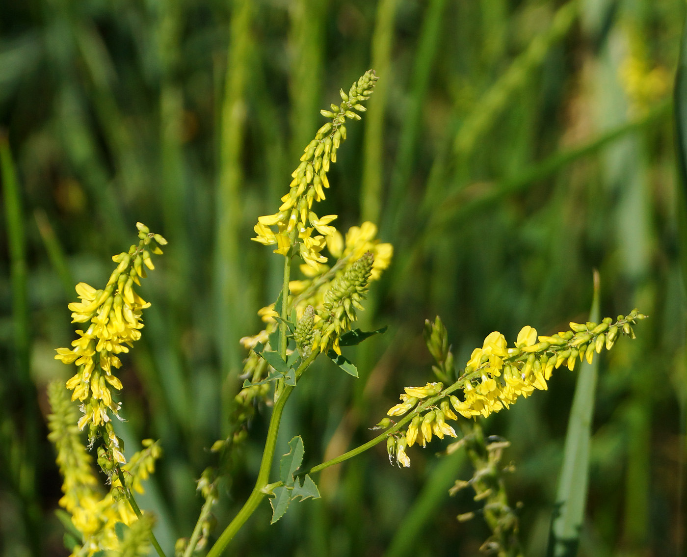 Plant Image